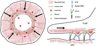 The Actin Cytoskeleton: A Mechanical Intermediate for Signal Integration at the Immunological Synapse